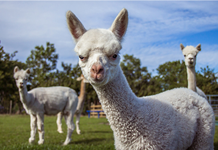 Image of alpacas